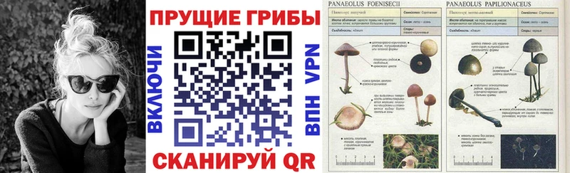 Галлюциногенные грибы прущие грибы  что такое   Дагестанские Огни 